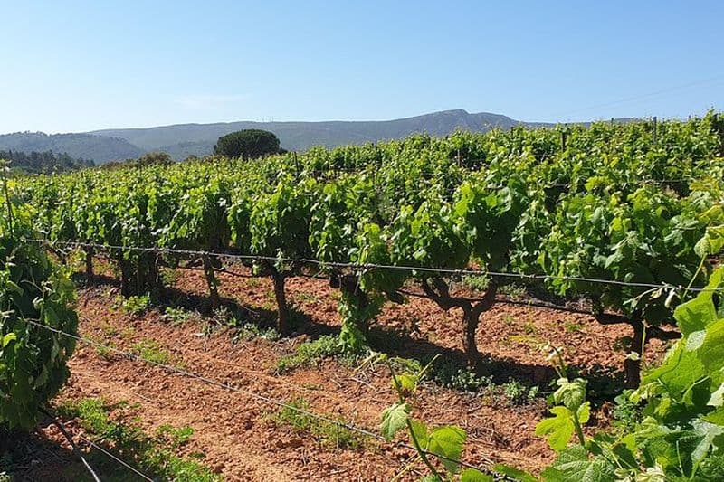 Billet Visite privée des vins d'Azeitão / Palmela / Setúbal