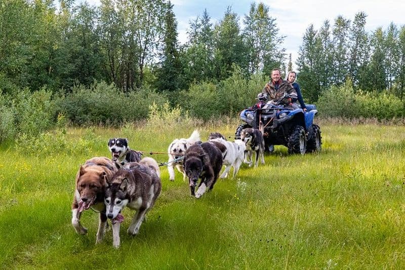 Rencontrez 70 Huskies et profitez d'une courte visite en VTT avec les Huskies