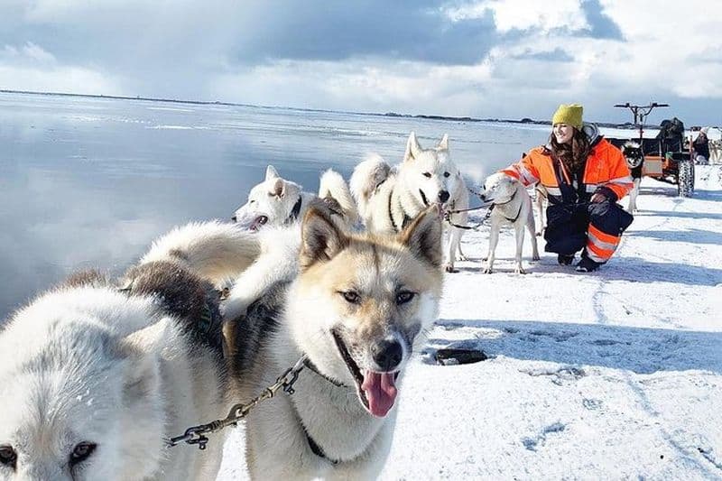 Excursion en traîneau Husky en petit groupe depuis la région de la capitale