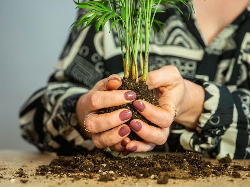 Billet Atelier - Créez votre kokédama