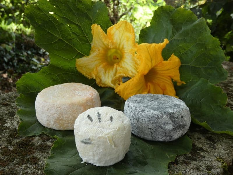 Fabriquez votre fromage de chèvre