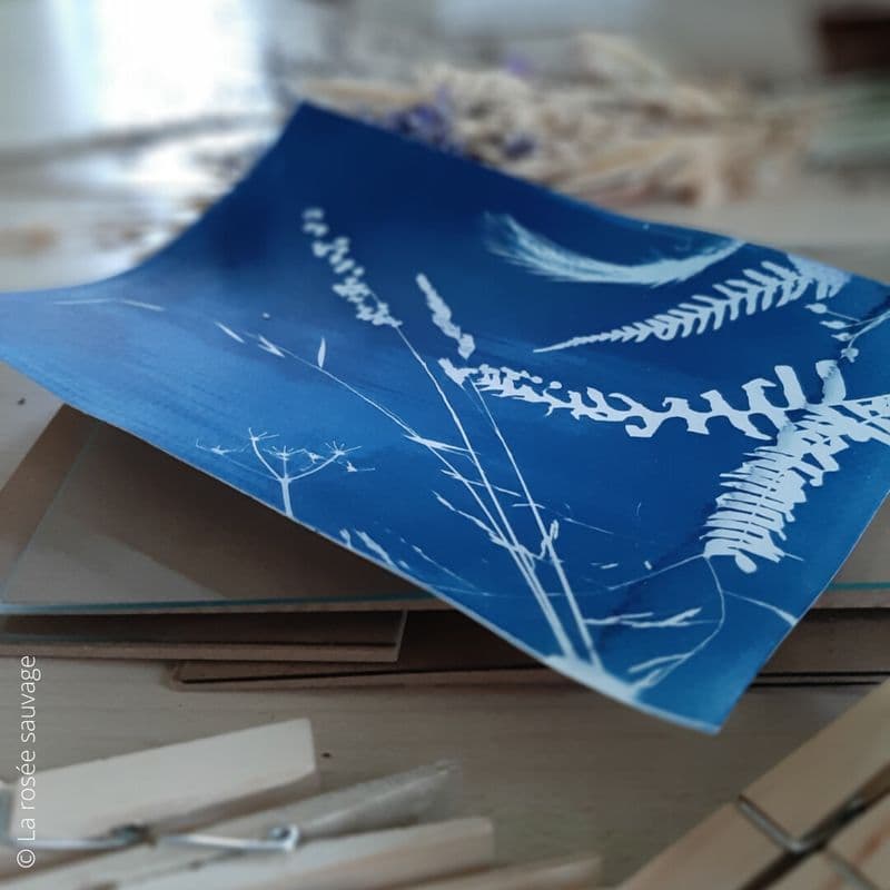 Billet Atelier - Découvrez le cyanotype
