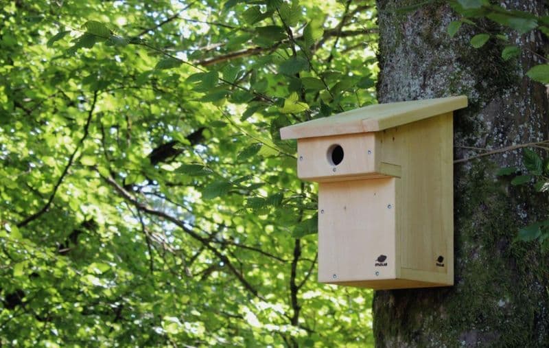 Fabriquez votre nichoir à oiseaux en bois