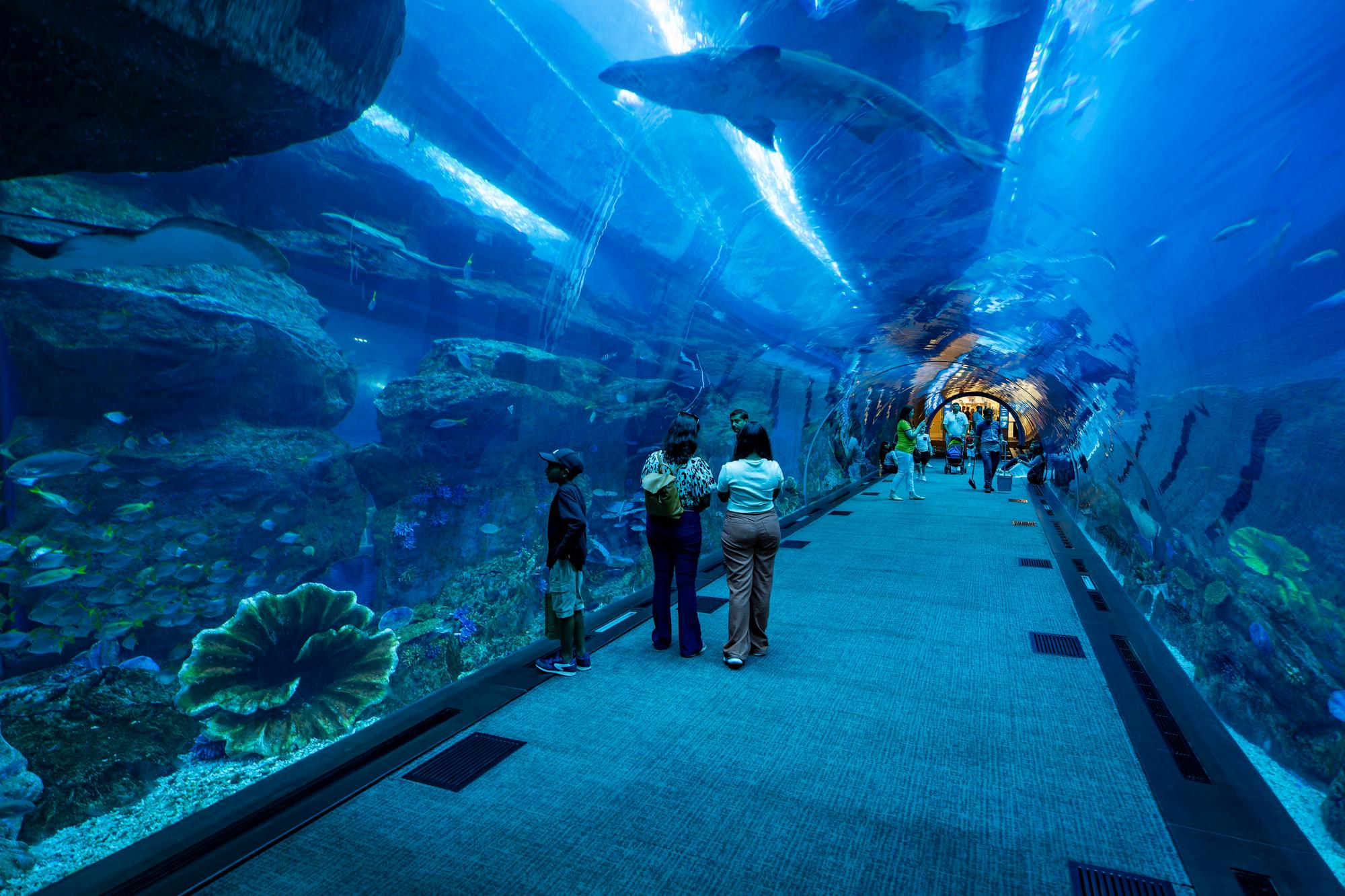 L'aquarium de Dubaï et le zoo sous-marin