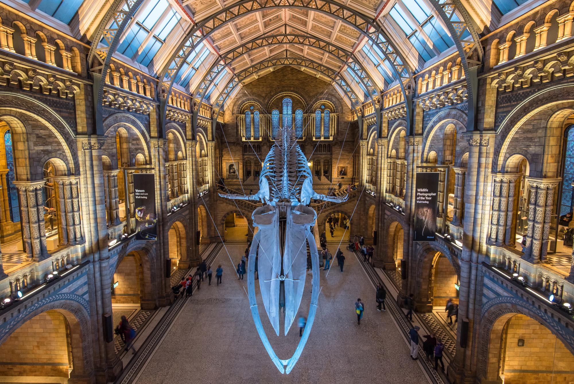 Musée d&rsquo;histoire naturelle de Londres