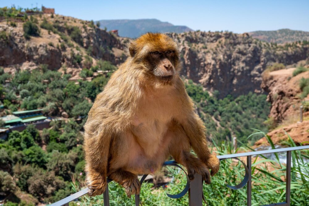 Singe magot - Cascade d'Ouzoud au Maroc