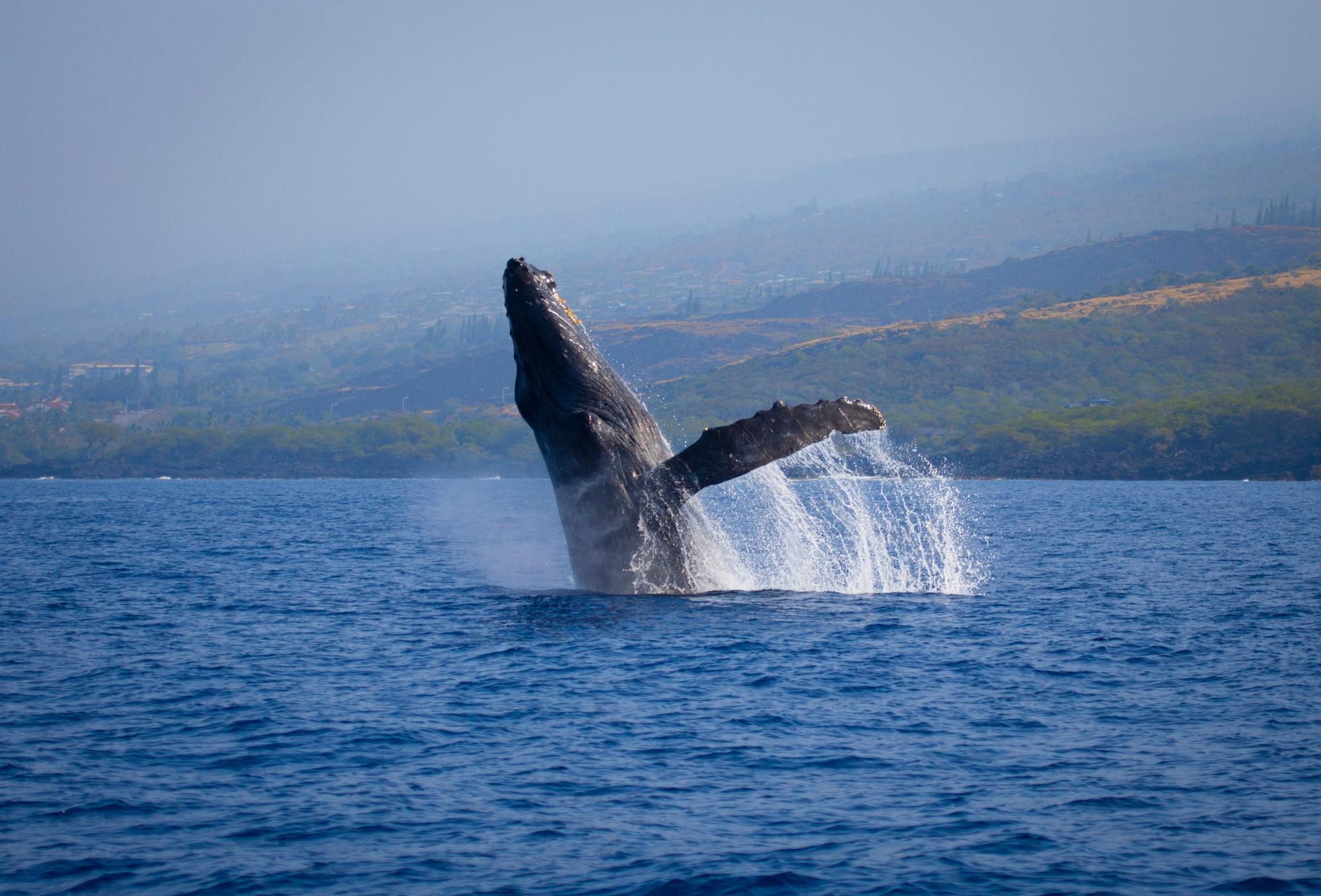 Les meilleures excursions d’observation de baleines dans la région des Açores