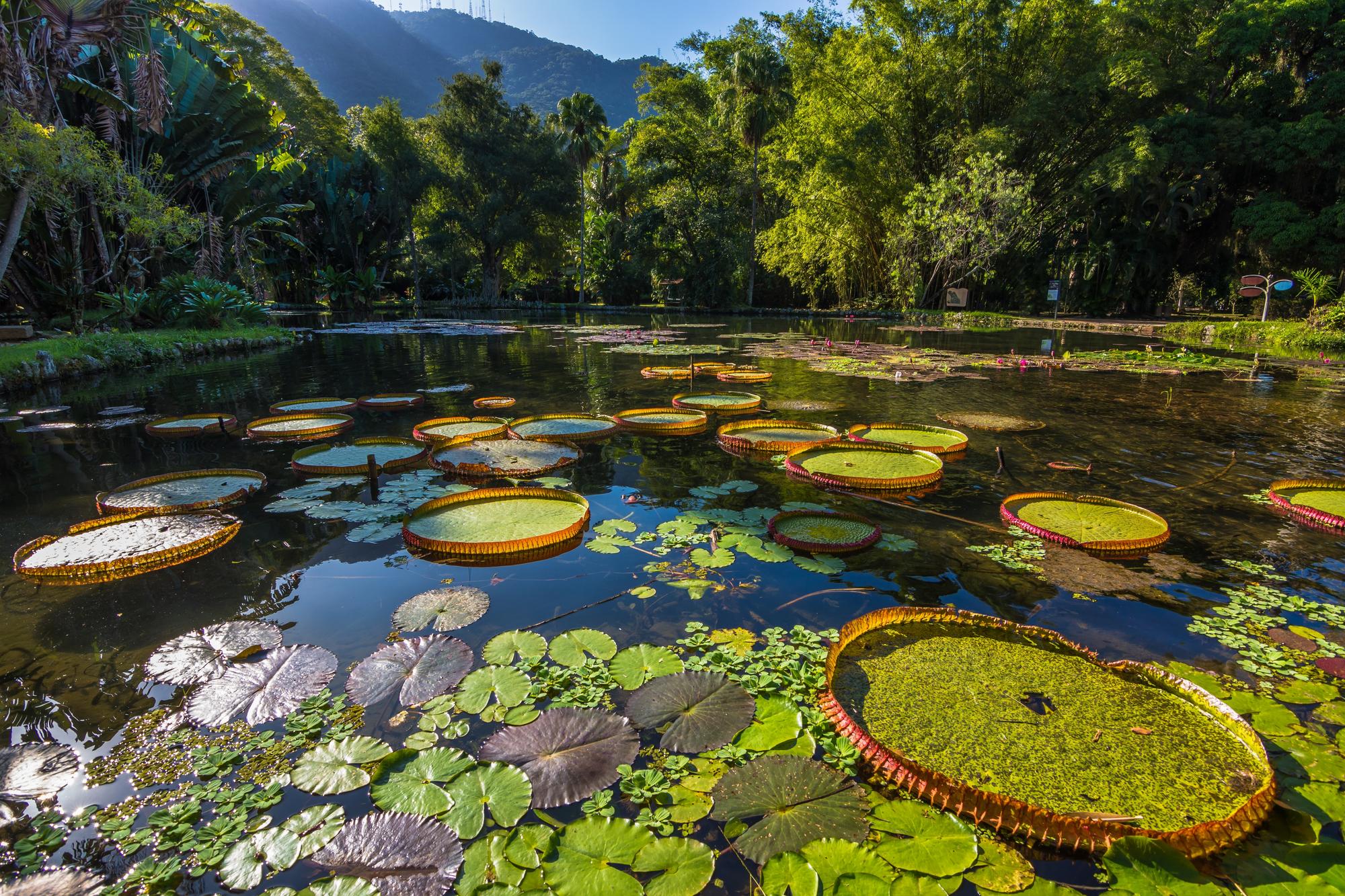 Jardin botanique de Rio de Janeiro