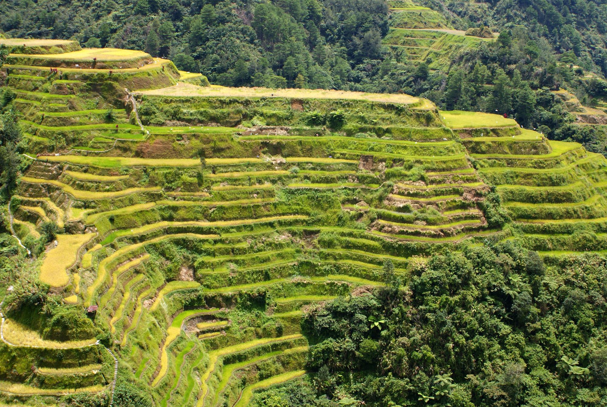Rizières en terrasses de Banaue
