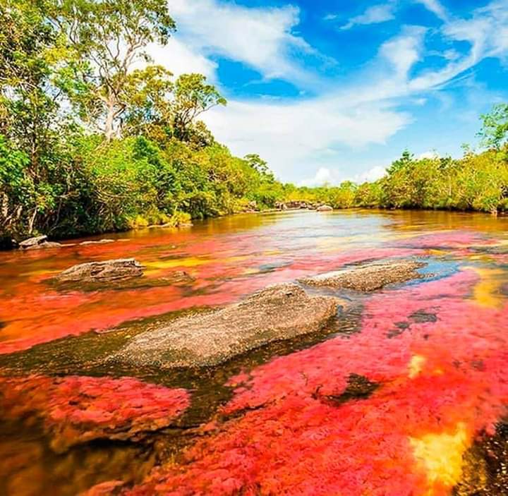 Caño Cristales