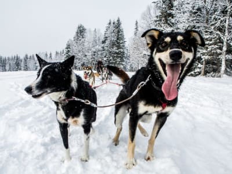 Billet Journée de traîneau à chiens à Åre, Suède