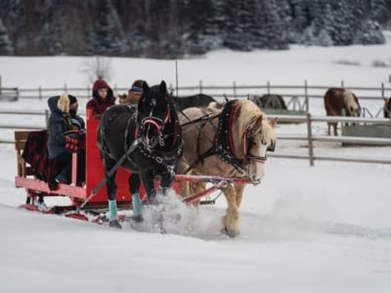 Billet Traîneau à cheval à Baie-Saint-Paul dans Charlevoix