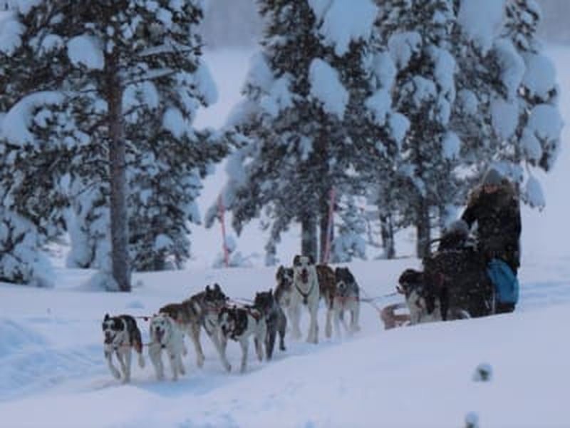 Billet Randonnée en chiens de traîneau près de Kiruna