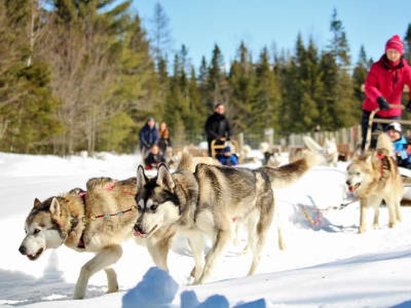 Billet Excursion en traîneau à chiens près de Québec, à Sainte-Christine-d’Auvergne
