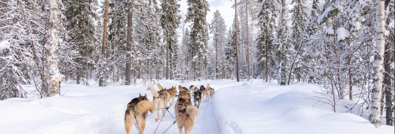 Billet Balade en traîneau tiré par des chiens huskies à Rovaniemi