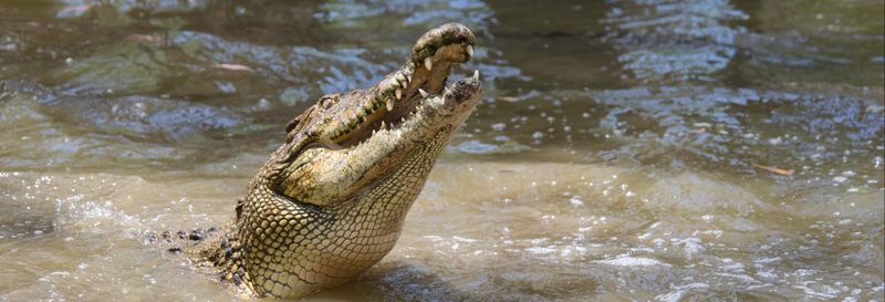 Billet Billet pour le parc Hartley's Crocodile Adventures