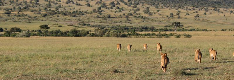 Billet Safari de 4 jours dans le Masai Mara et au lac Nakuru