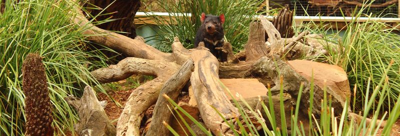 Billet Excursion à Richmond et au Bonorong Wildlife Sanctuary