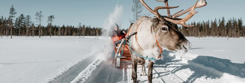 Billet Balade en traîneau tiré par des rennes