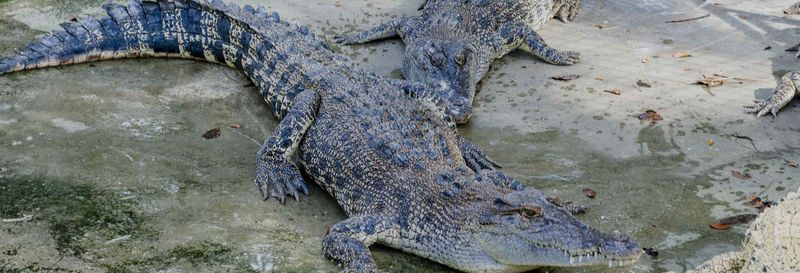 Billet Excursion à Crocodile Park + Tribu K'mindanawan