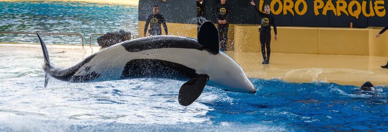 Billet Excursion au Loro Parque