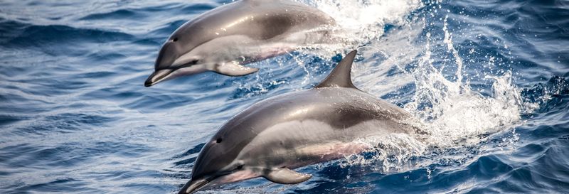 Billet Observation de dauphins sur la côte de Marbella