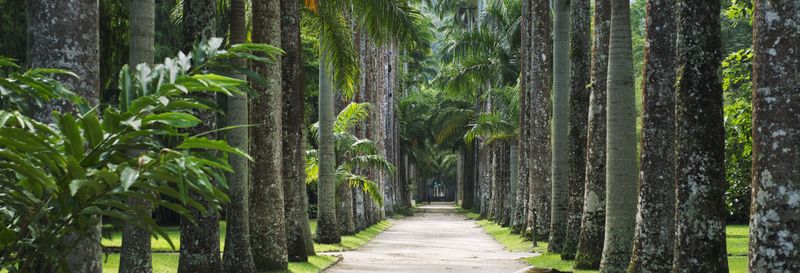 Billet Visite guidée du jardin botanique, de la Forêt de Tijuca et du Parc Lage