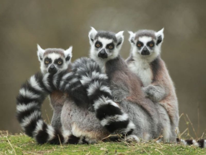 Billet Billet pour le Zoo de Pescheray (72)