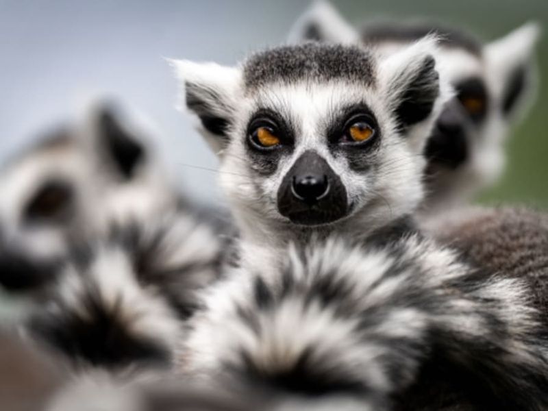 Billet Billet pour le Zoo de Bordeaux Pessac