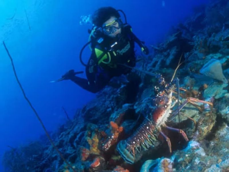 Billet Plongée d'exploration guidée ou autonome en Guadeloupe (971)