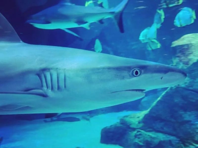 Billet Billet combiné Aquarium de Biarritz + Cité de l'Océan