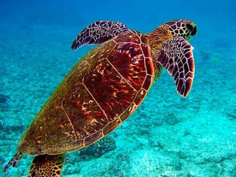 Billet Billet pour le Grand Aquarium de Saint-Malo (35)