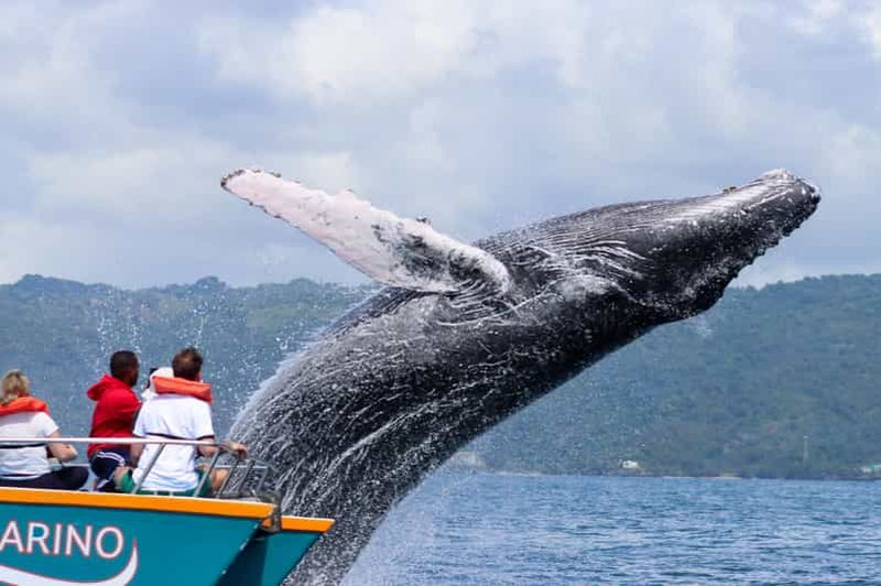 Billet Punta Cana : observation de baleines à Samaná, Bacardi et cascades de Limon
