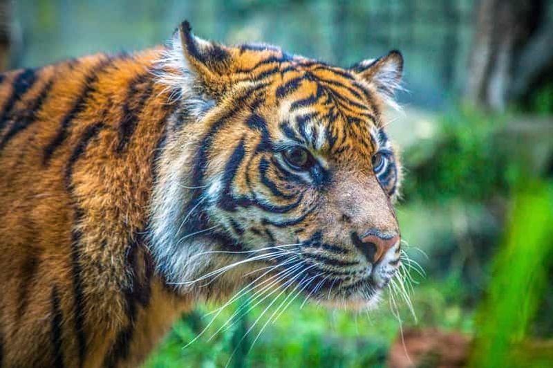 Billet Sydney : Billets pour le zoo de Taronga