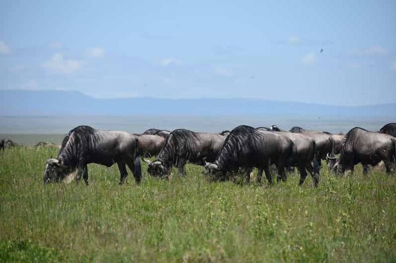 Billet 6 jours Serengeti Migration des gnous Traversée de la rivière Mara