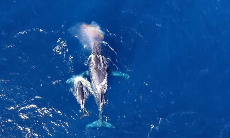 Billet Naha, Okinawa : excursion d'une demi-journée pour l'observation de baleines aux îles Kerama