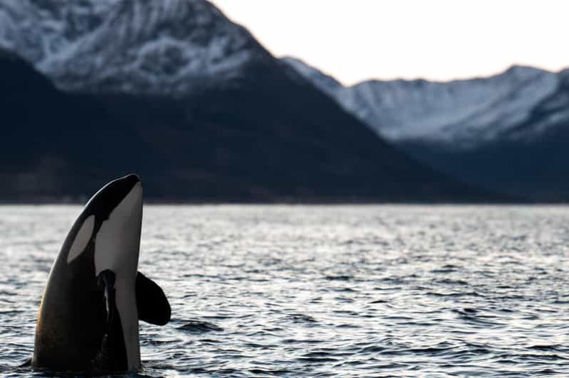 Billet Arnøya : safari d'observation de baleines