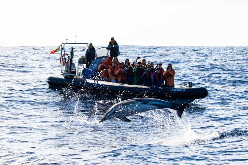 Billet São Miguel : Observation des baleines et nage avec les dauphins sauvages - Journée complète