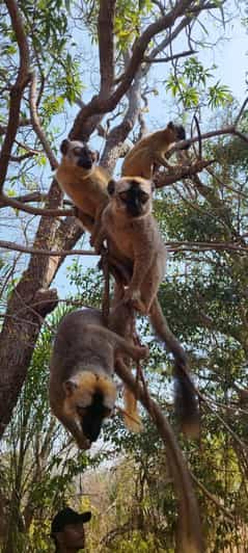 Billet Antsiranana : safari dans les Tsingy rouges et lémuriens avec déjeuner