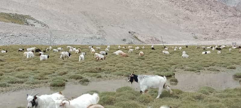 Billet Leh : randonnée de Rumtse au lac Tsomoriri (9 jours)
