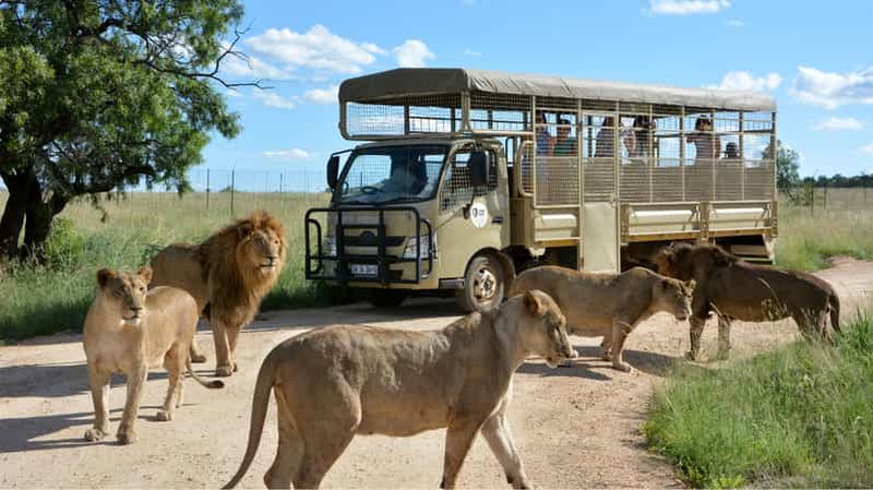 Billet Depuis Johannesburg : Visite d'une demi-journée du Lion & Safari Park