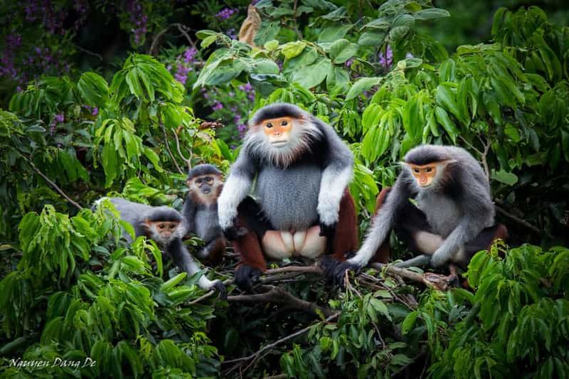 Billet Ninh Binh : randonnée dans la jungle de Cuc Phuong et excursion d'une journée pour observer la faune sauvage
