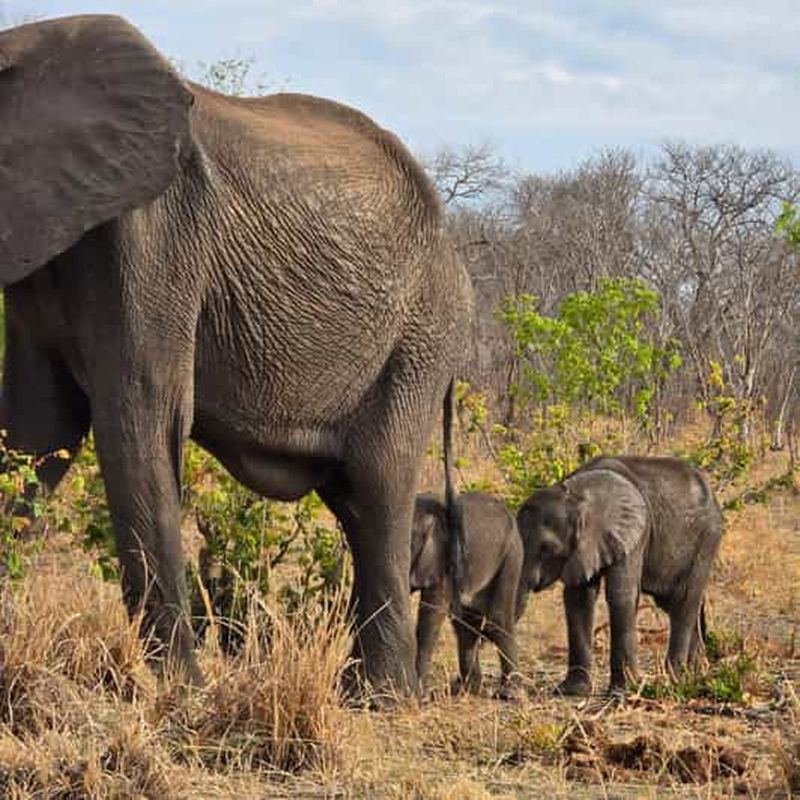Billet Kasane : 2 jours de safari dans le parc national de Chobe et croisière fluviale