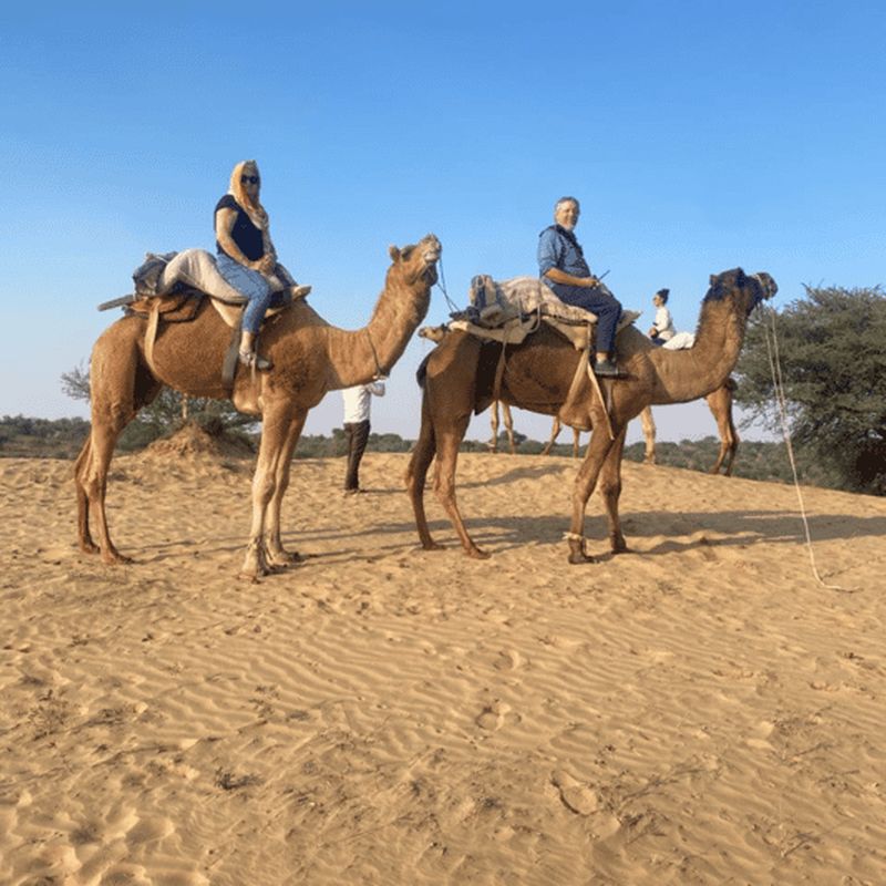 Billet Safari à dos de chameau et en jeep à Jodhpur avec coucher de soleil, danse folklorique et dîner