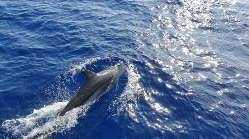 Billet Depuis Paguera : croisière d'observation des dauphins en bateau à fond de luxe