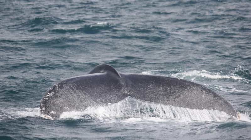 Billet Observation des baleines et des dauphins avec promenade à cheval et transfert