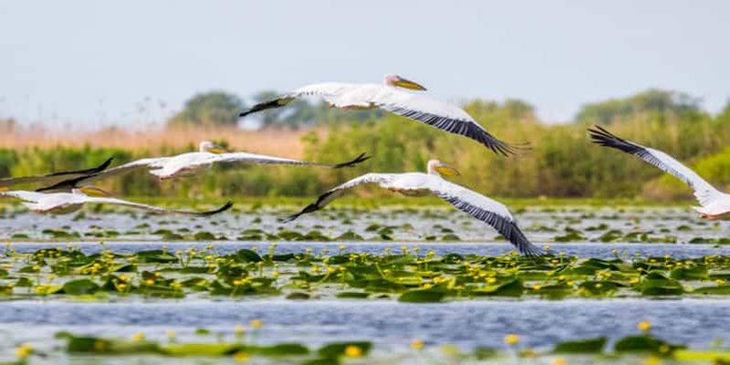 Billet Bucarest : excursion d'une journée dans le delta du Danube en petit groupe