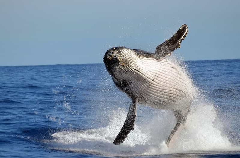 Billet Île de Mafia : excursion d'observation des baleines à bosse