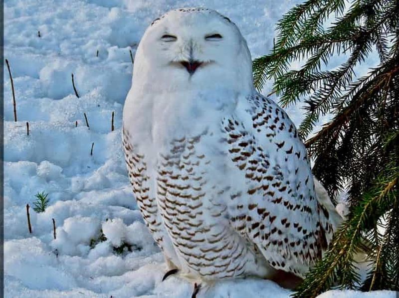 Billet Rovaniemi : billet pour le parc animalier de Ranua avec transport