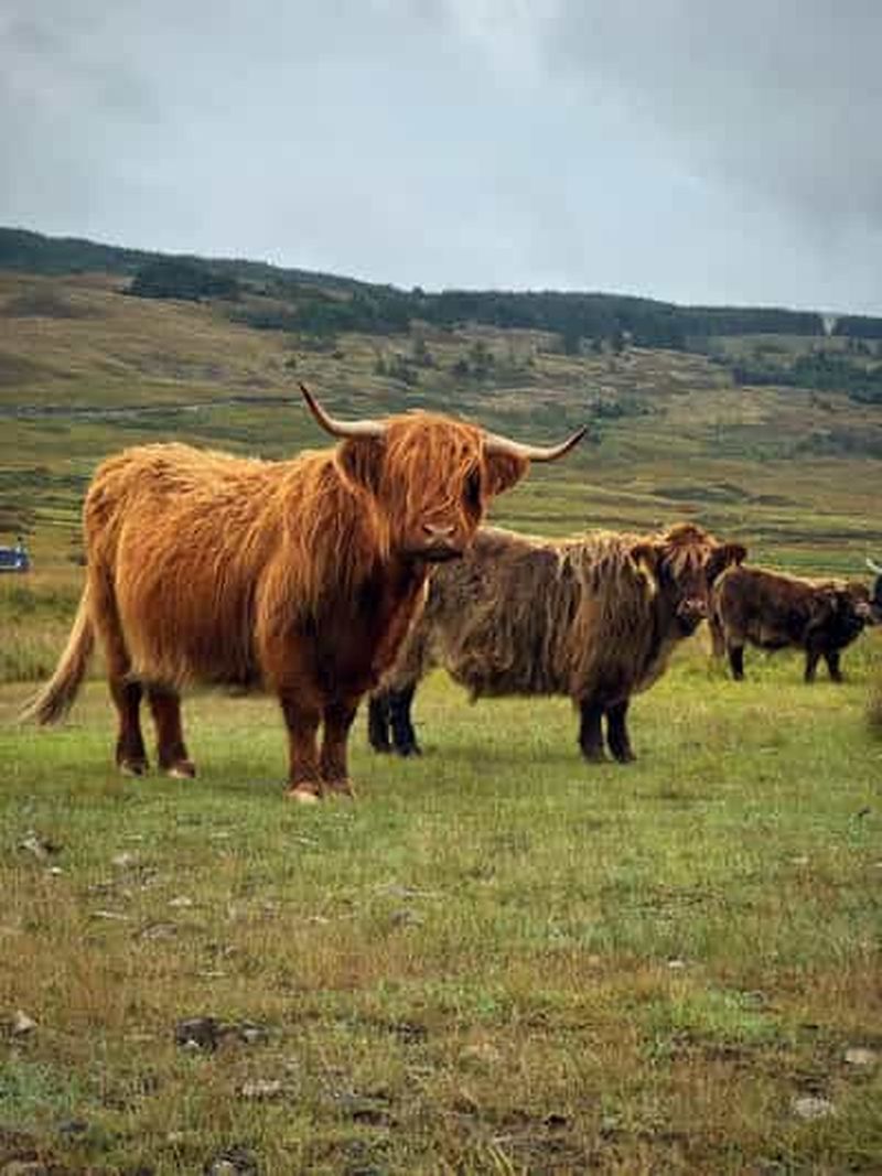Billet Au départ d'Édimbourg : excursion d'une journée aux Kelpies, à Glencoe et au Loch Lomond